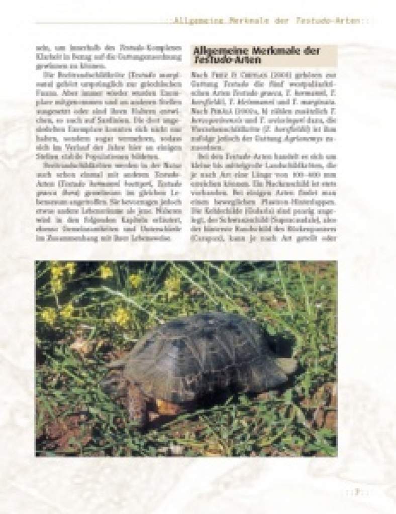 Die Breitrandschildkröte